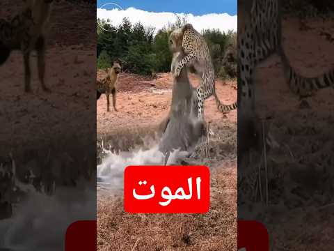 نمر عطشان يواجه هجومًا صادمًا من تمساح أثناء شرب الماء – لحظة لا تُصدق!