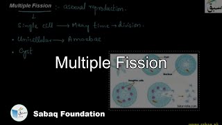 Multiple Fission