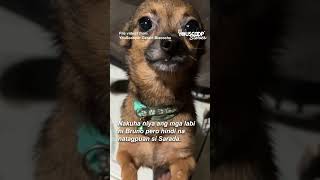Mga furbaby, nasawi sa sunog | YouScoop+