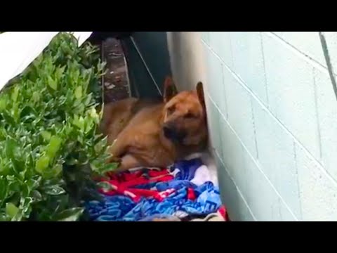 Perro Abandonado Estaba Muy Asustado Pero Ahora Es Tan Feliz