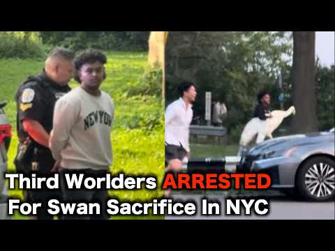 New York City Swan STOLEN For Animal Sacrifice