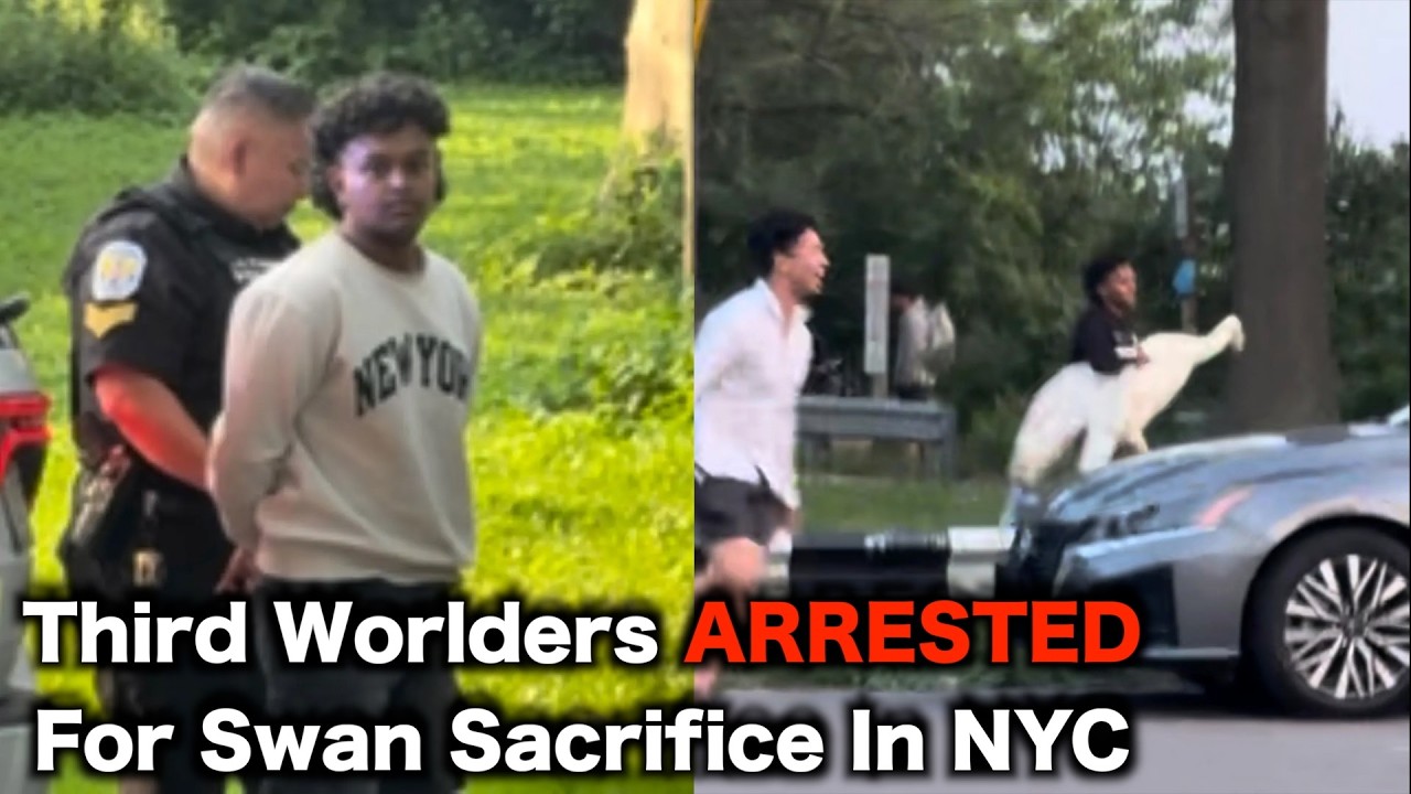 New York City Swan STOLEN For Animal Sacrifice