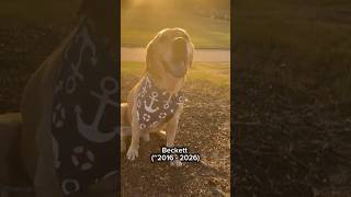 Rest peacefully, Beckett. I love you.