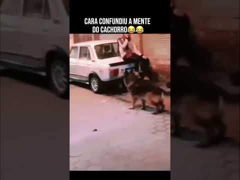 Cara confundiu a mente do cachorro😂😂 #shorts #shortvideo