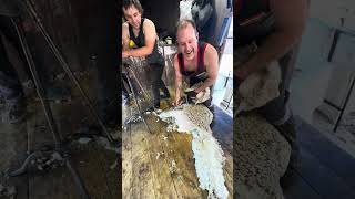 Shearing with an old hand crank pin drive 🐑😅😅