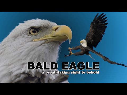 Bald Eagle, a breathtaking sight to behold