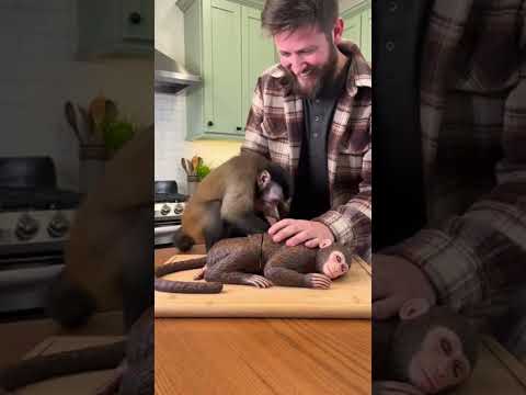 Monkey Thinks the Cake Is Real ๐ณ๐ฐ #Monkey #FunnyMonkey #Shorts