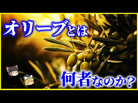 【ゆっくり解説】樹齢3000年の木が実在!?「オリーブ」とは何者なのか？を解説/オリーブオイルの90%は偽物！？オリーブアナアキゾウムシの不思議