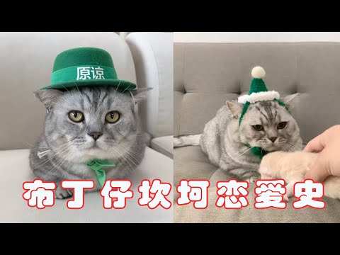 全网恋爱史最坎坷的小猫布丁