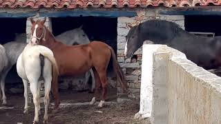Caballo semental reflejado yeguas en celo calor.caballos y yeguas pura raza
