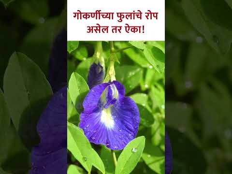 गोकर्णीच्या फुलांचे रोप असेल तर ऐका | Information about Gokarna | Gokarna Flower | Aparajita KA5