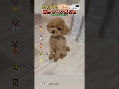 おもしろすぎる犬猫さんたちwww#shorts