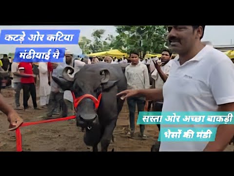 उत्तर प्रदेश की लगने वाली सब से बड़ी पशु मंडी मै है  मंढीयाई कटड़े कटिया ओर बाकड़ी चेक पास भैसों #cute