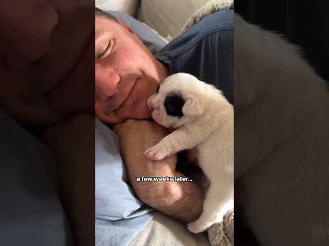I asked my husband if the puppy could stay. His final answer… #puppy #dogs #pets #cute #shorts