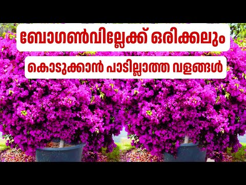 bougainvillea  ചെടിക്ക് കൊടുക്കാൻ പാടില്ലാത്ത വളങ്ങൾ