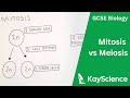 Comparing Mitosis and Meiosis in Cell Division