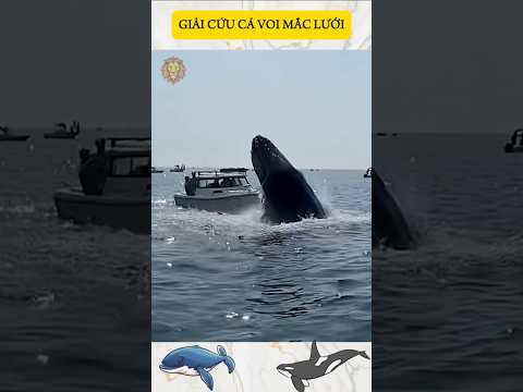 GIẢI CỨU CÁ VOI MẮC LƯỚI #rescuewhale #savewhale #whalestory