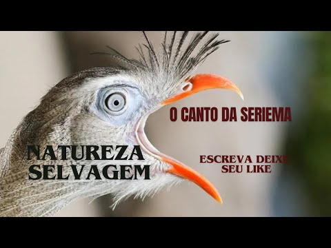 O canto da seriema selvagem  na natureza 377