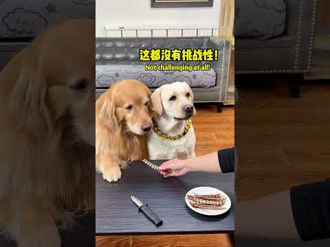 狗：太假了，有本事用这个！ Dog: It's too fake, you have the ability to use this! #搞笑汪驾到#萌寵#寵物#搞笑#拉布拉多 #doglover