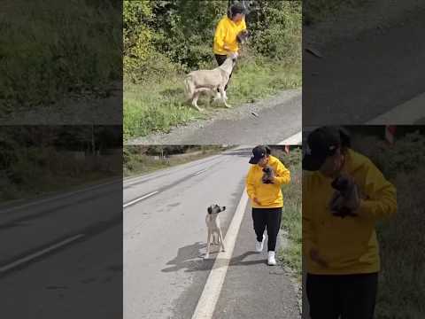 We found puppies and mom dog abandoned near busy road