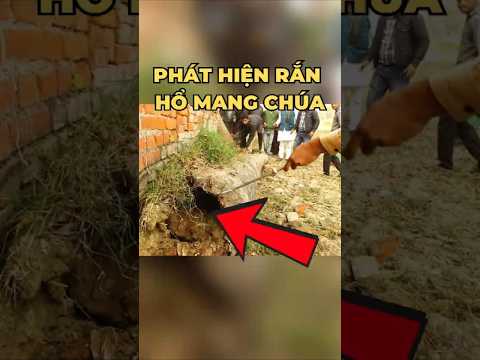 Hành Trình Giải Cứu: Phát Hiện Rắn Hổ Mang Chúa Gần Khu Dân Cư!