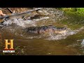 Alligator Hunting Challenges and Facts