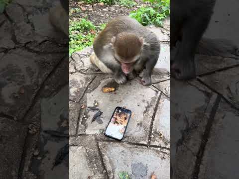 #animals