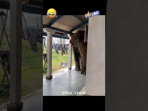 🏠🐘 வீடு பாக்க வர சொலிட்டு இந்த புரோக்கர் ஆளையே காணோம்! 🤣🎉