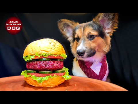 ASMR Mukbang Corgi Dog Eating Hamburger 🍔