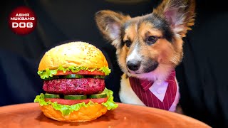 ASMR Mukbang Corgi Dog Eating Hamburger 🍔
