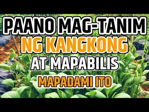 PAANO MAGTANIM NG KANGKONG | PAANO MAGPADAMI NG KANGKONG - D' Green Thumb