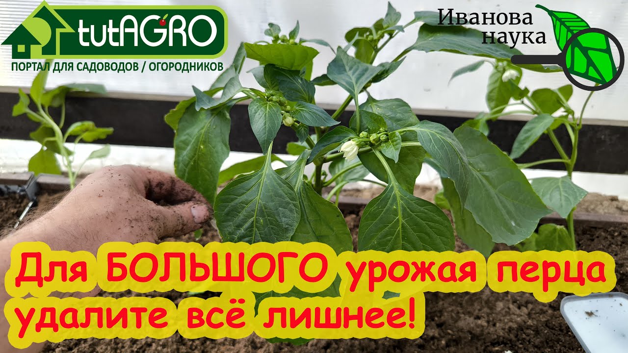 БОЛЬШОЙ урожай ПЕРЦА, что нужно СЕЙЧАС сделать Формирование перца. Удаляем все лишнее.