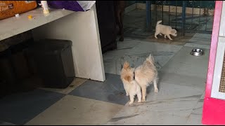 Live apne pets k sath #dogs #love #trend #pets #trending #video