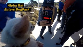 Blind Chihuahua Enters New Dog Park !