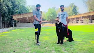 RUSSIA Import  कुत्ता 🐶 आप की अपनी दिल्ली में ! Import black German shepherd dog from Russia