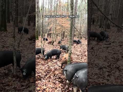 My Concern with Forest Raised Pork  #pasturedpigs  #covercrop