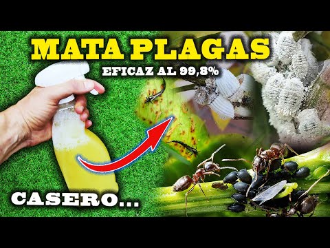 MATA todas las PLAGAS de tus plantas con el INSECTICIDA CASERO más eficaz.