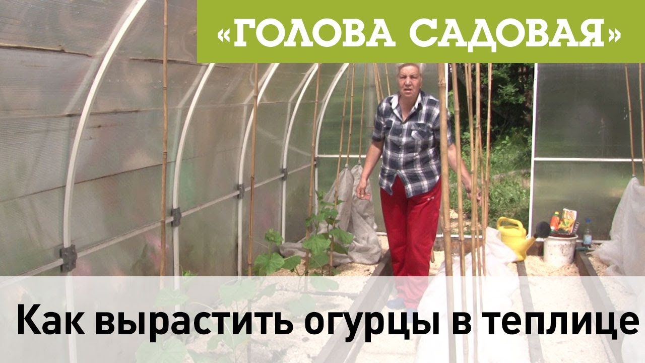 Как вырастить огурцы в теплице