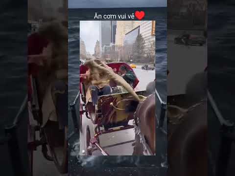 Con ngựa🤑 #memes