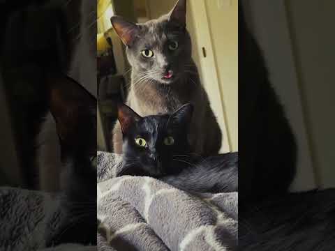 cats don't like being imitated