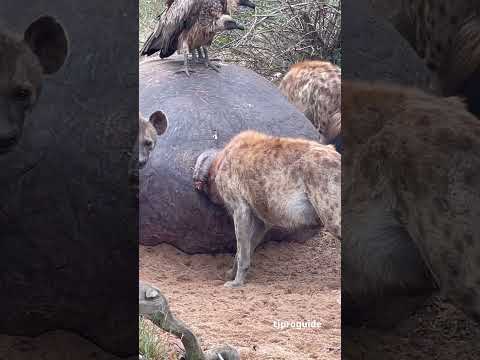Part 2: Spotted Hyena Feeding on Hippo Carcass @serondella_safarilodge | South African Safari