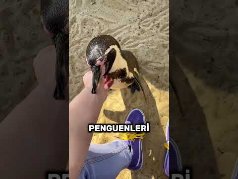 Penguenlere Neden Dokunmamalısınız? 😱