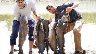 Épica Pesca De Bagres Gigantes ,Pesca  Y Cocina De Bagres 