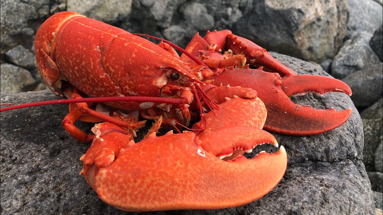 Coastal Foraging/Exploring - Primitive Beach Catch Clean and Cook - Diving and Underwater Footage - The Fish Locker
