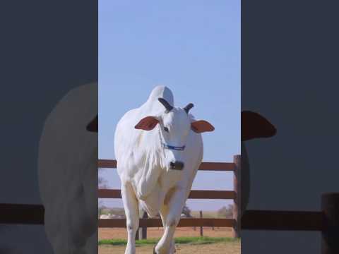La Vaca Más Cara del Mundo: Viatina, un Récord de Millones