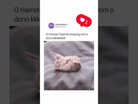 Até o hamster resolveu imitar o humano.    #roedores #pets #hamster #hamsters #animais