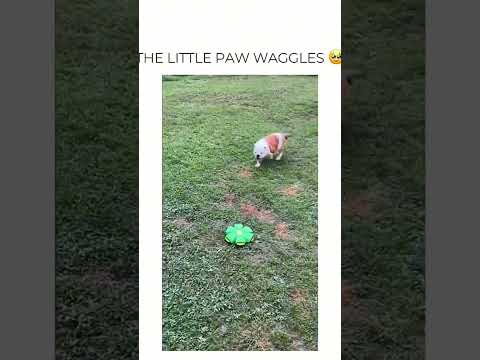 Funny animals 🤣🤣 #shorts #pets #dog #cat #animals