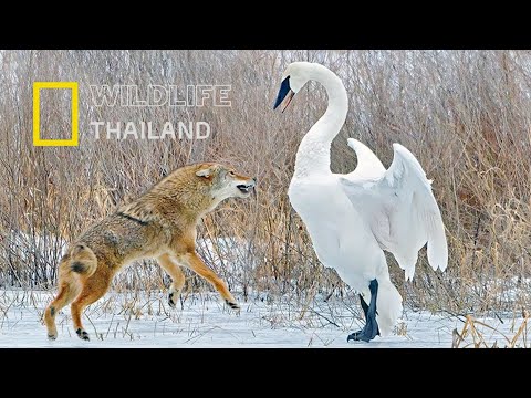 หมาป่าไคโยตี้: นักล่าเจ้าเล่ห์แห่งทุ่งอเมริกา|สารคดีสัตว์ WILDLIFE