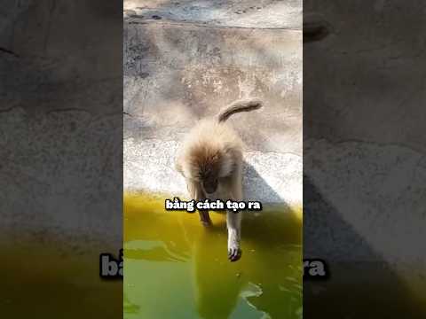 nhờ khỉ tìm nguồn nước🧐
