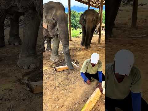Elephants eating banana tree